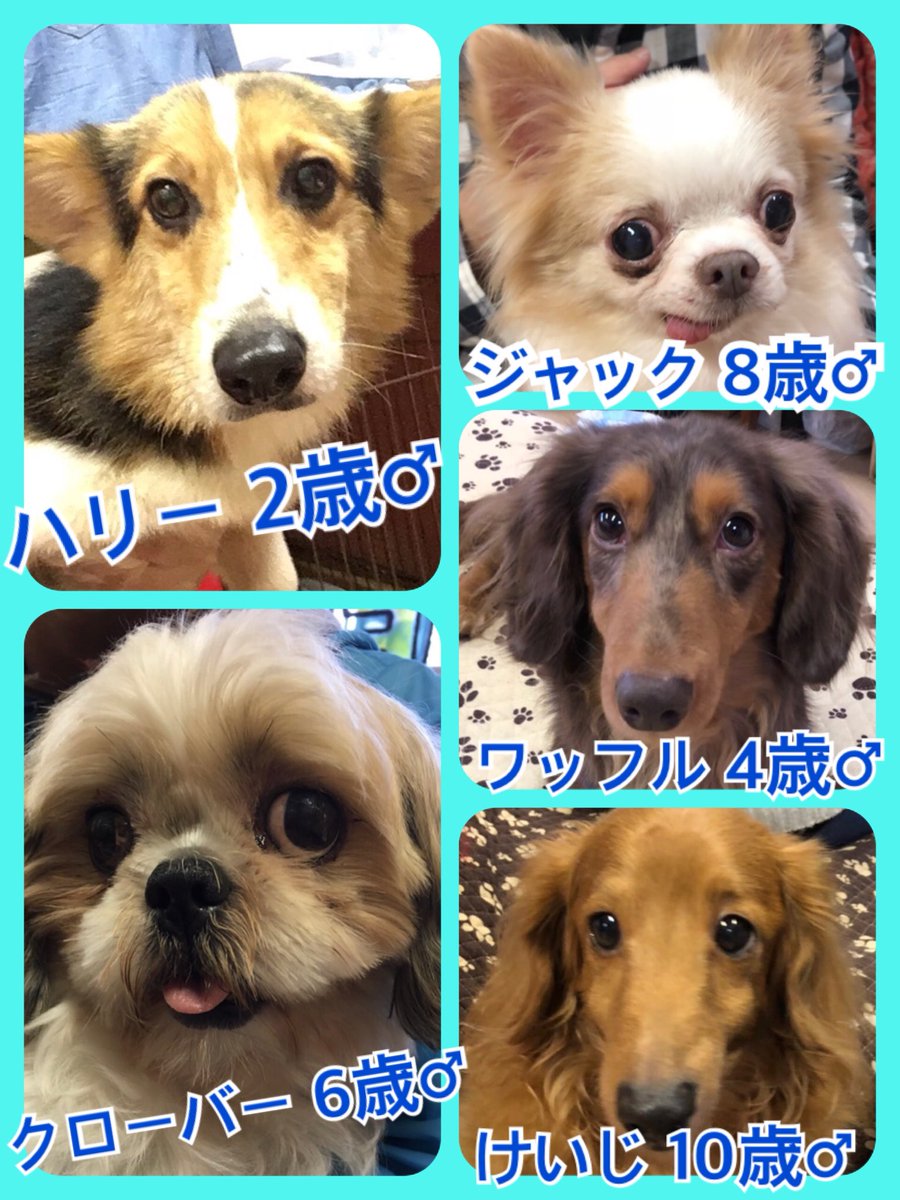 🐾今日の里親様募集中ワンコ🐶メンバーです🐾2019,1,26